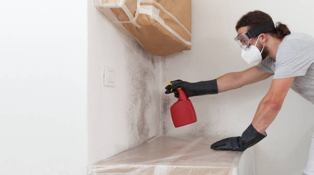 Professional Attic Mold Remediation technician working in Magnolia, NJ