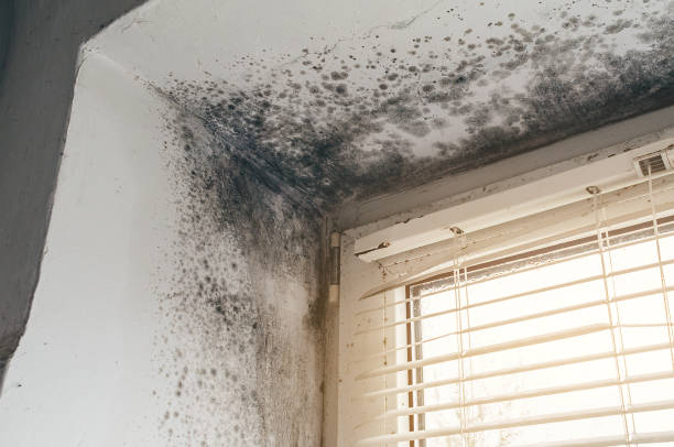 Affordable Attic Mold Remediation solutions in Magnolia, NJ